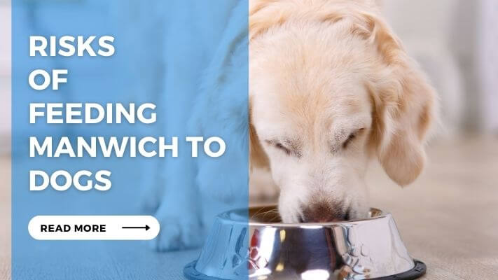 Risks of Feeding Manwich to Dog