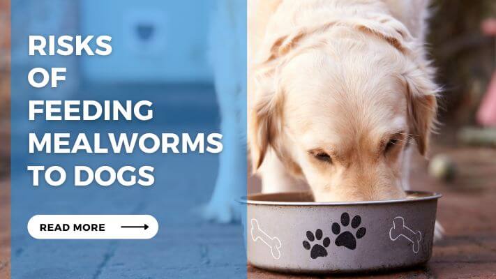 Risks of Feeding Mealworms to Dogs