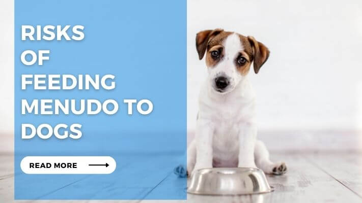 Risks of Feeding Menudo to Dogs