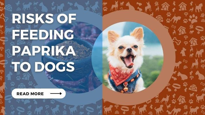 Risks of Feeding Paprika  to Dogs