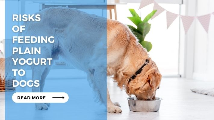 Risks of Feeding Plain Yogurt to Dogs