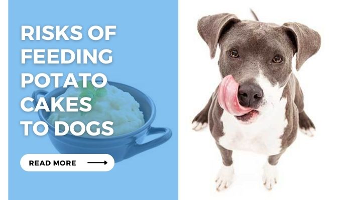 Risks of Feeding  Potato  Cakes  to Dogs