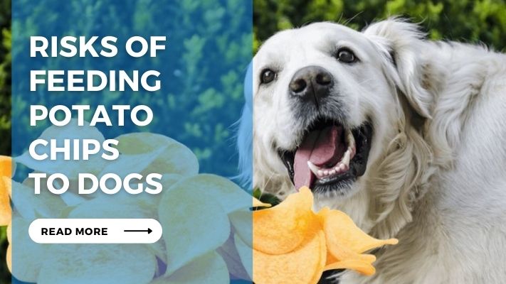 Risks of Feeding  Potato  Chips  to Dogs