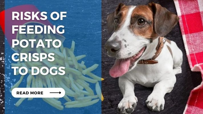 Risks of Feeding  Potato  Crisps  to Dogs