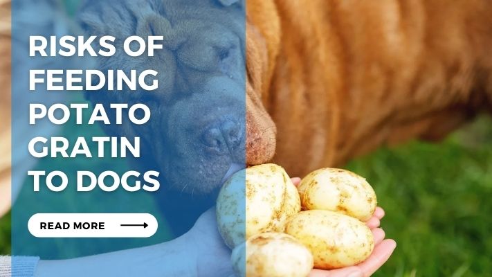 Risks of Feeding  Potato  Gratin  to Dogs