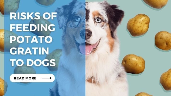 Risks of Feeding  Potato  Gratin  to Dogs