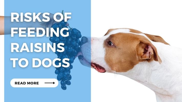 Risks of Feeding Raisins to Dogs