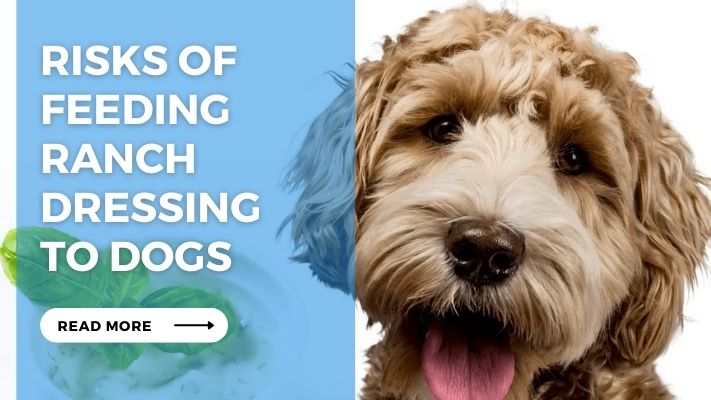 Risks of Feeding  Ranch  Dressing  to Dogs