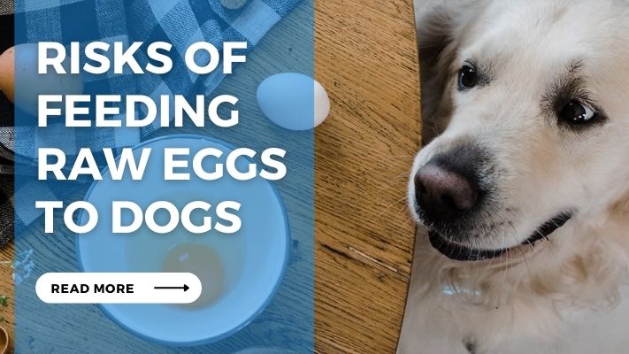 Risks of Feeding  Raw Eggs  to Dogs