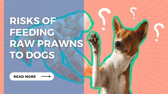 Risks of Feeding  Raw Prawns  to Dogs