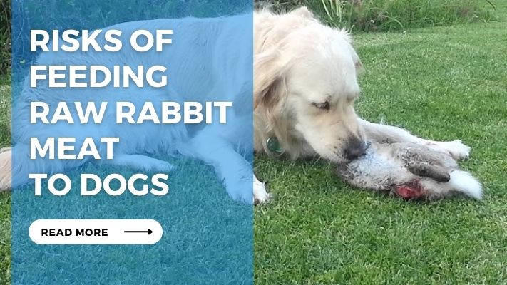 Risks of Feeding  Raw Rabbit Meat  to Dogs