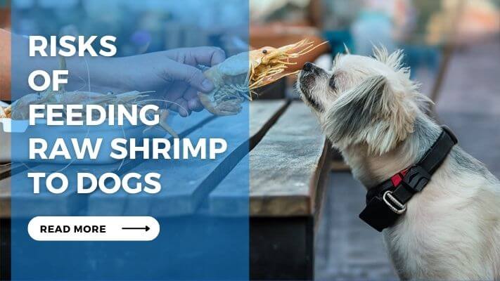 Risks of Feeding Raw Shrimp to Dogs