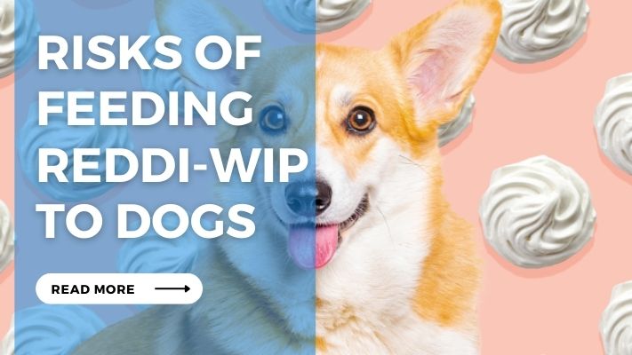 Risks of Feeding  Reddi-Wip  to Dogs