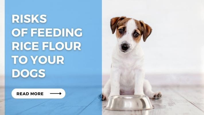 Risks of Feeding Rice Flour to Your Dogs