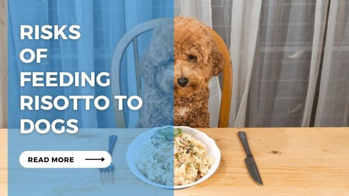 Risks of Feeding Risotto to Dogs