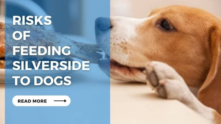 Risks of Feeding Silverside to Dogs