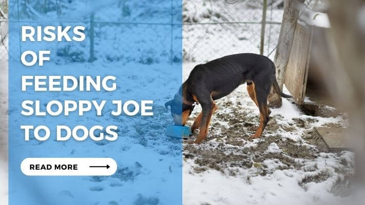 Risks of Feeding Sloppy Joe to Dog