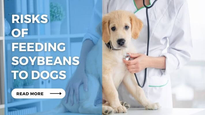 Risks of Feeding Soybeans to Dogs