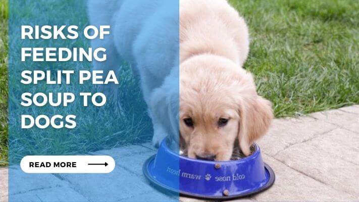 Risks of Feeding Split Pea Soup to Dogs