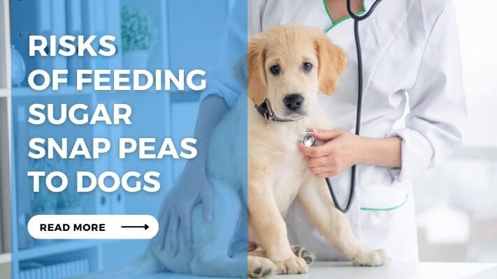 Risks of Feeding Sugar Snap Peas to Dogs