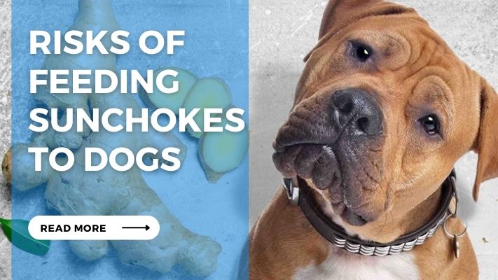 Risks of Feeding Sunchokes  to Dogs