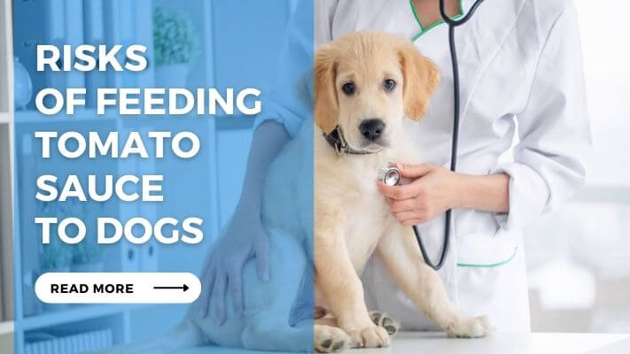 Risks of Feeding Tomato Sauce to Dogs