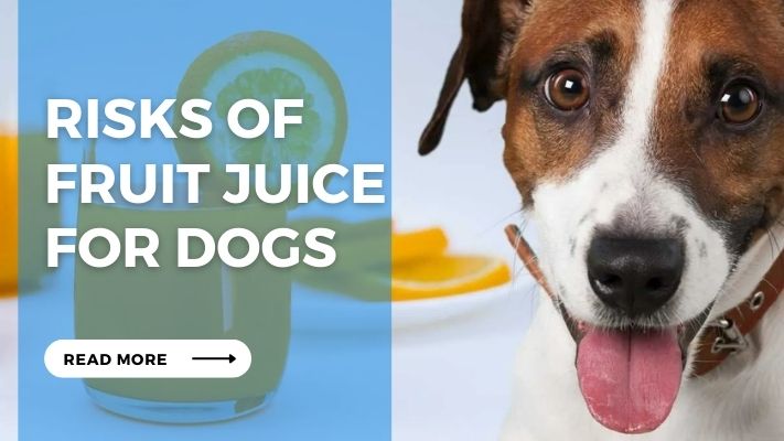 Risks of  Fruit Juice  for Dogs