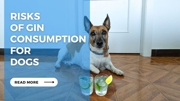 Risks of Gin Consumption for Dogs