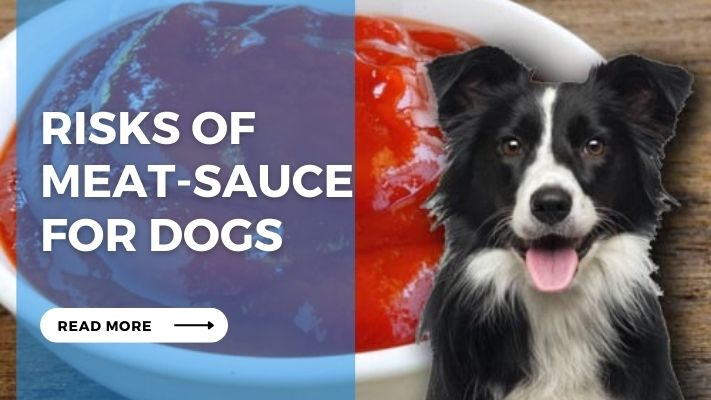 Risks of  Meat-Sauce  for Dogs