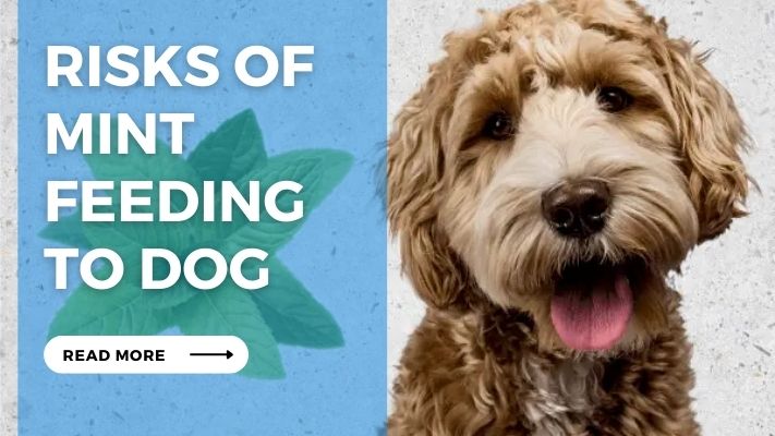 Risks of Mint feeding to Dog