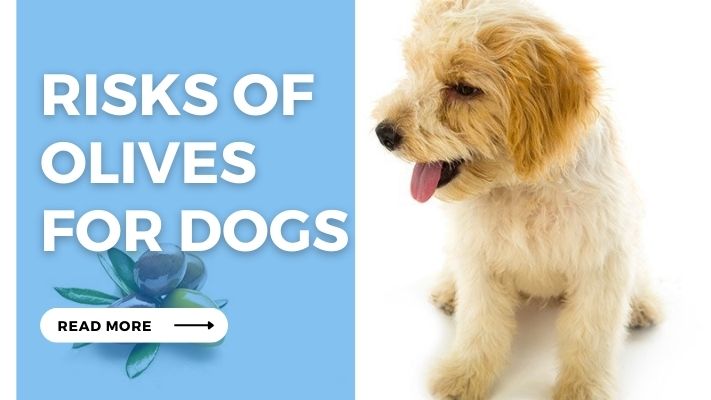 Risks of  Olives  for Dogs