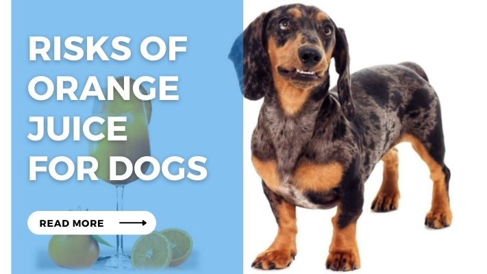 Risks of Orange  Juice  for Dogs