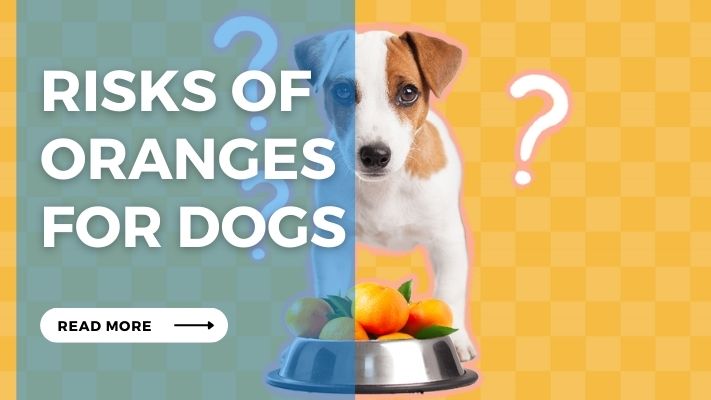 Risks of Oranges  for Dogs