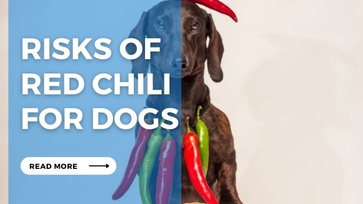 Risks of  Red Chili  for Dogs