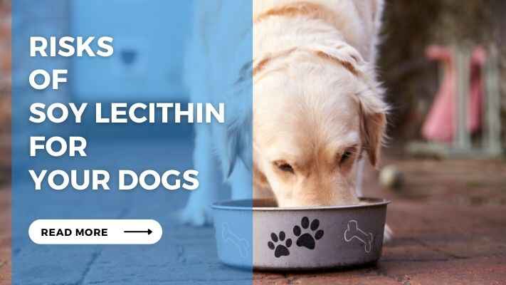 Risks of Soy Lecithin for Your Dogs