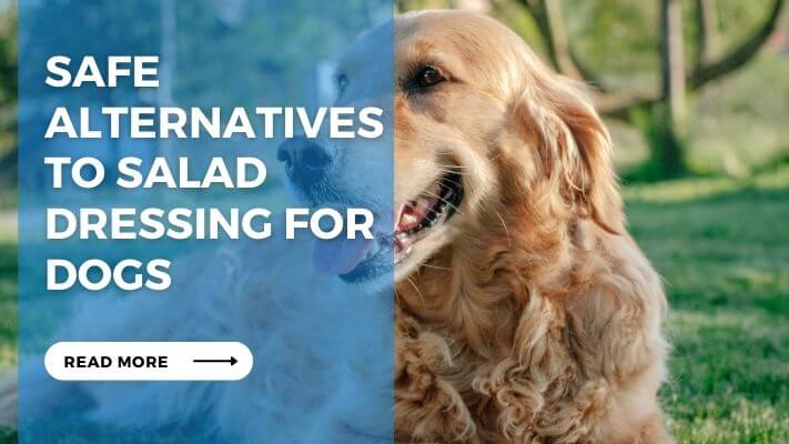 Safe Alternatives To Salad Dressing For Dogs