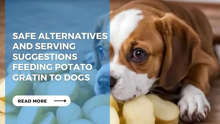 Safe Alternatives and Serving Suggestions Feeding Potato Gratin to Dogs