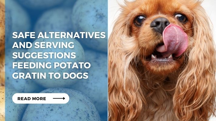 Safe Alternatives and Serving Suggestions Feeding Potato Gratin to Dogs