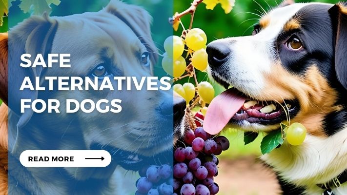 Safe Alternatives for Dogs