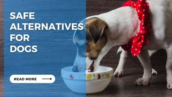 Safe Alternatives for Dogs