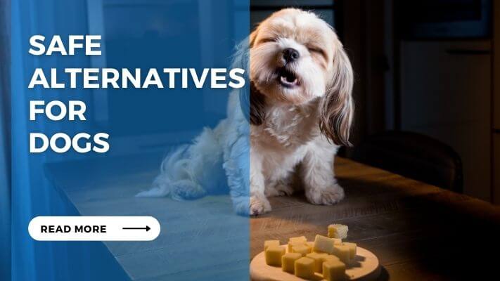 Safe Alternatives for Dogs