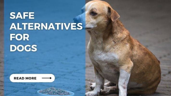 Safe Alternatives for Dogs