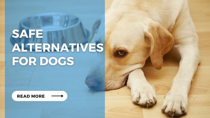 Safe Alternatives for Dogs