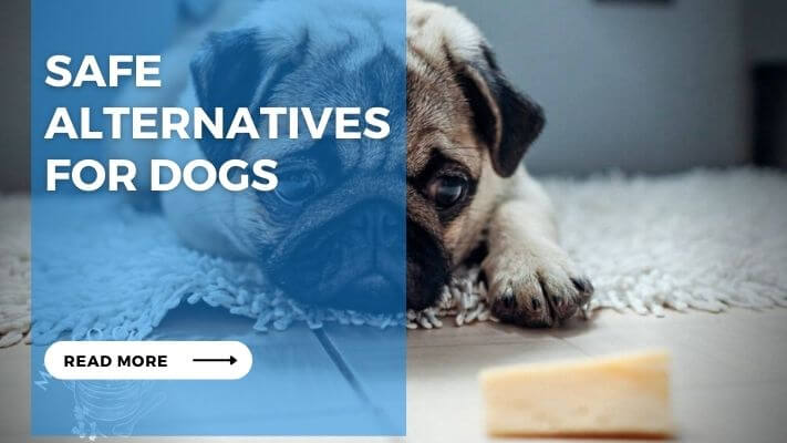 Safe Alternatives for Dogs