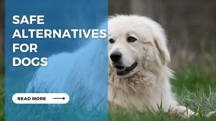 Safe Alternatives for Dogs