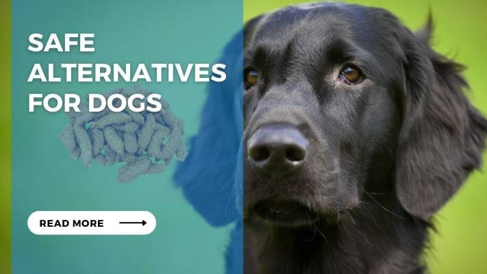 Safe Alternatives for Dogs