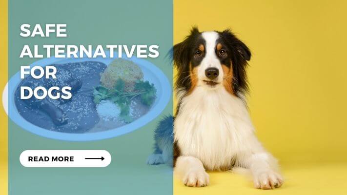 Safe Alternatives for Dogs