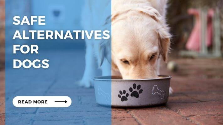 Safe Alternatives for Dogs