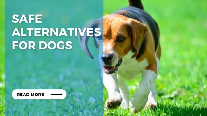 Safe Alternatives for Dogs