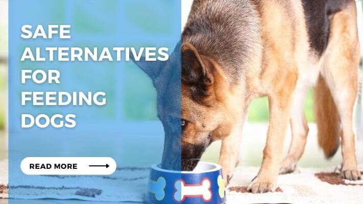 Safe Alternatives for Feeding Dogs